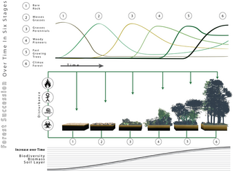 800px-Forest succession depicted over time