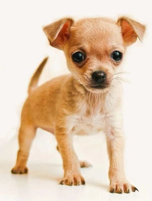 Алиса покажи фото пород собак Category:Toy breeds Poochpedia Fandom