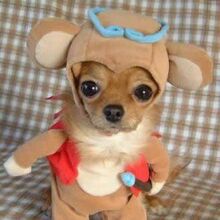 User Blog The Shy Platypi Derpy Dog Photos Memes Poochpedia Fandom