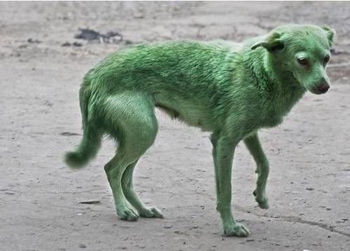 Green dog Dinosaur stuffed animal, All the colors, Dog dresses