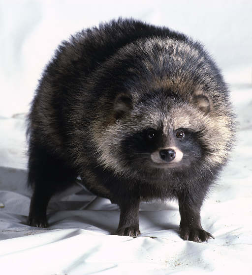 Raccoon Dog | Poochpedia | Fandom