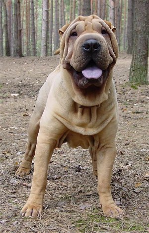 Bear skin cheap shar pei