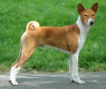 Basenji-dog