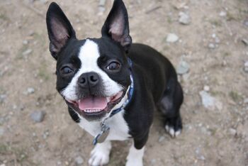 are boston terriers calm dogs