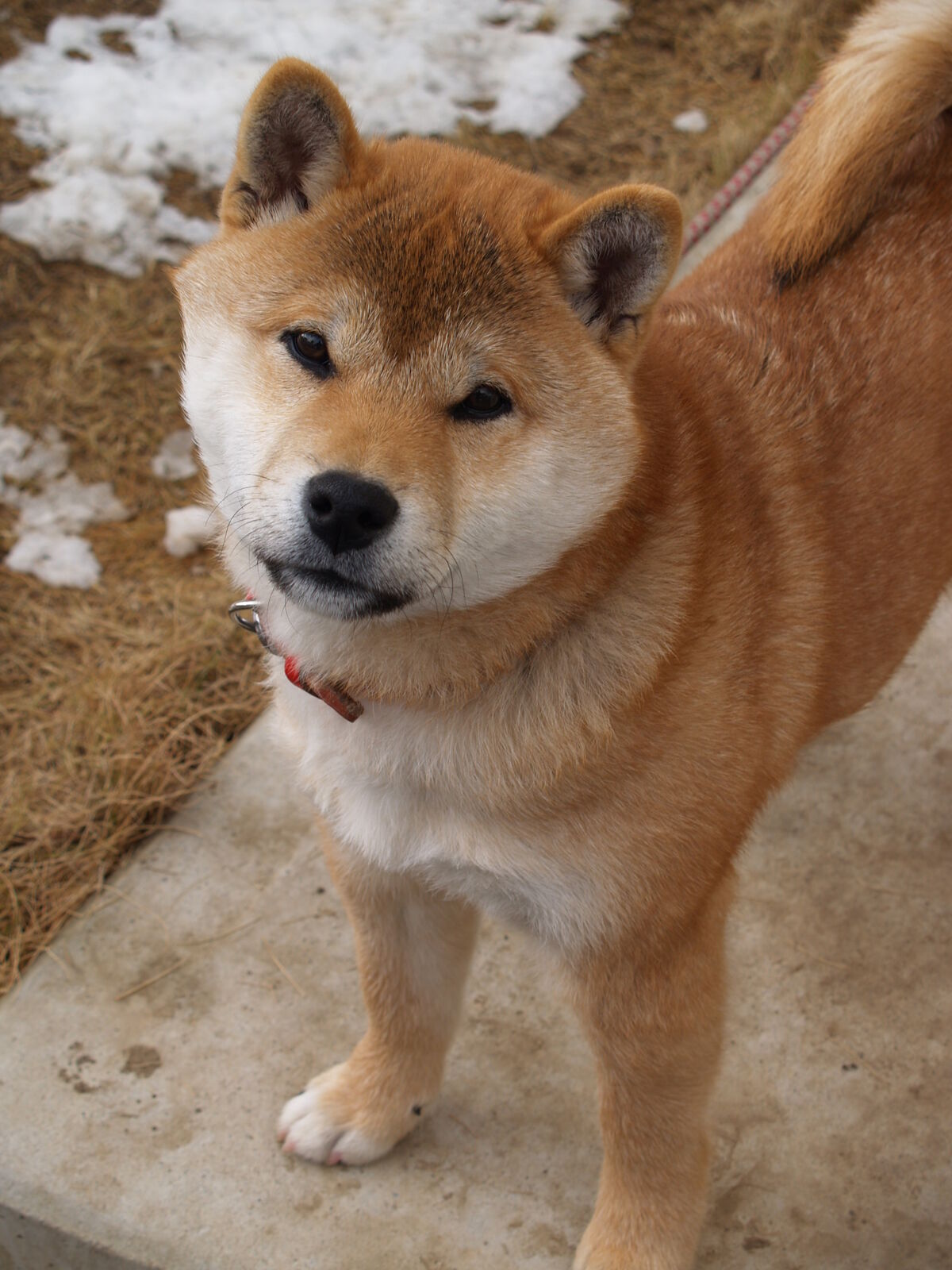 Shiba Inu  The Fandom Post