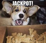 Dog treat jackpot