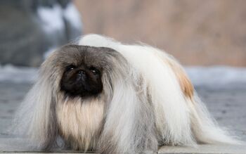 Pekingese