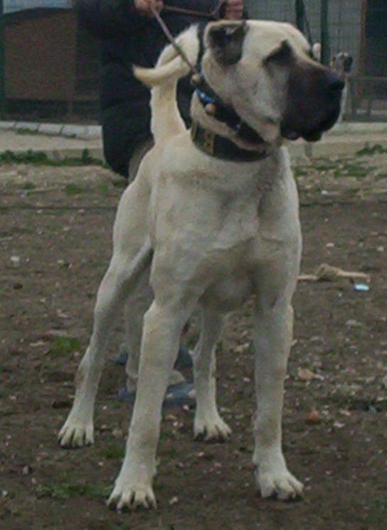 Aksaray dog top