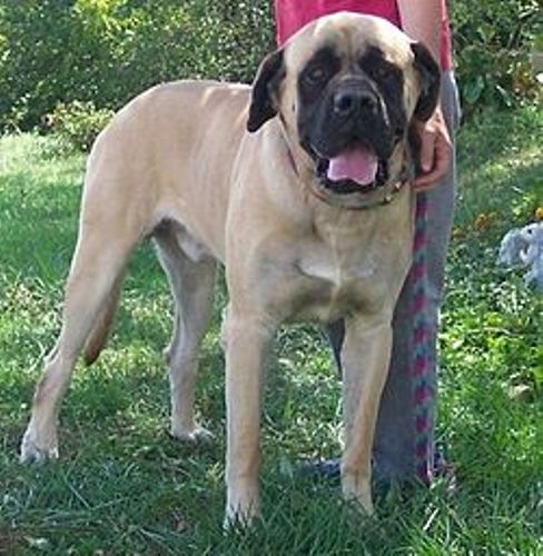 American hotsell mastiff dog