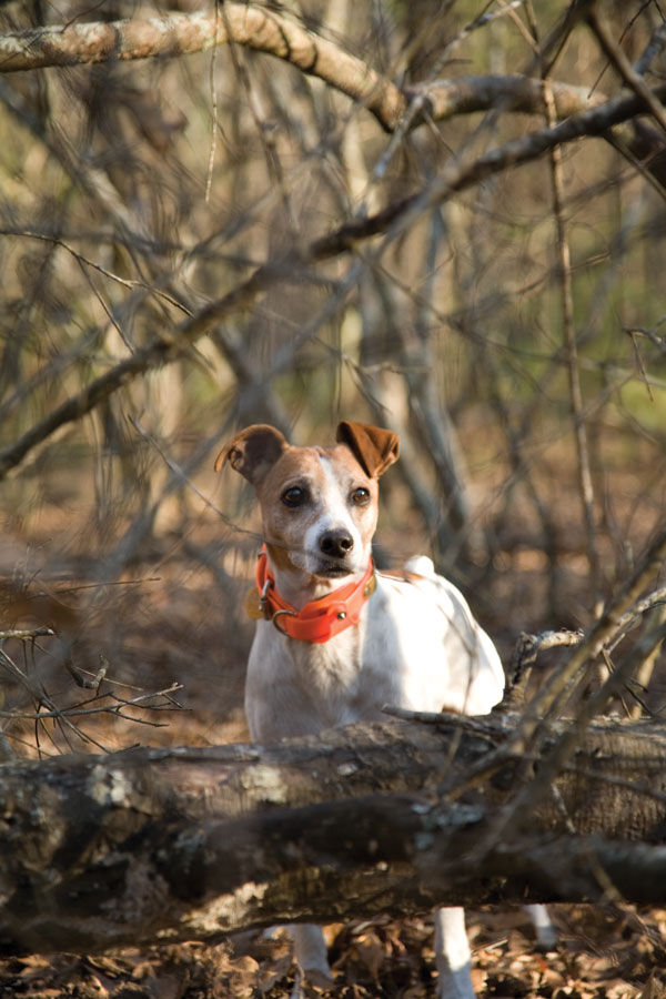 whats a mountain feist dog