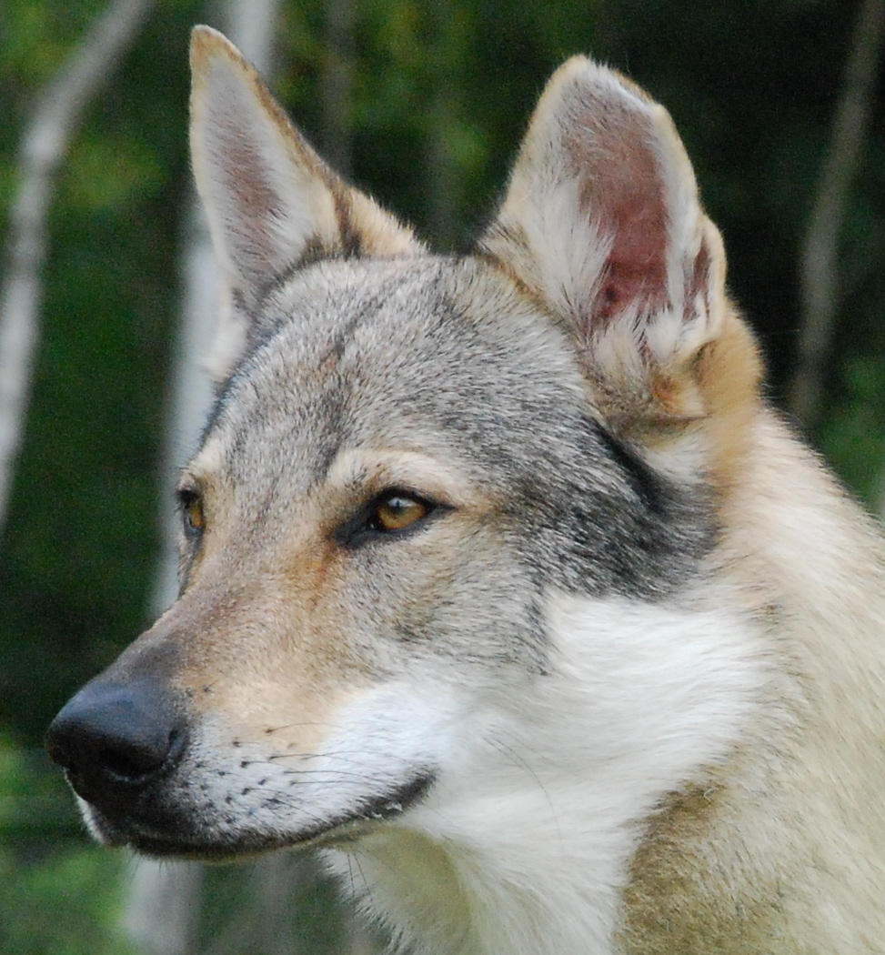 are czechoslovakian wolfdog aggressive