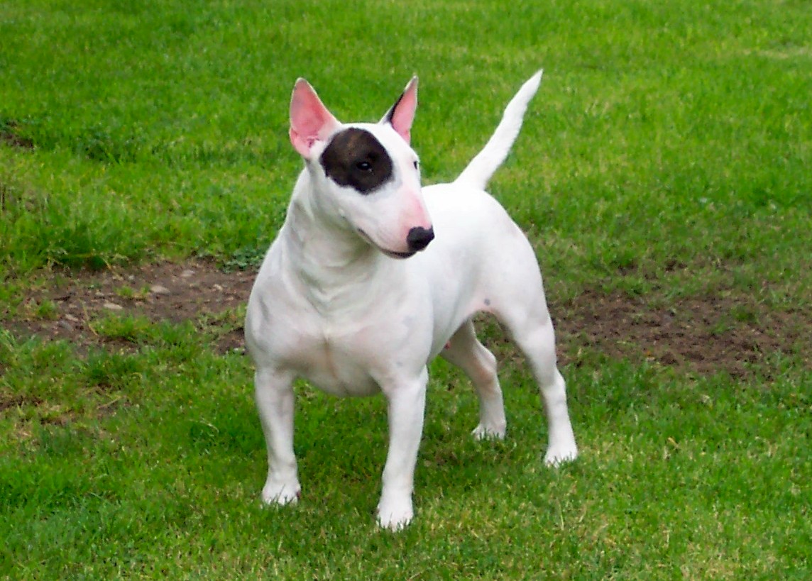 Bull terrier deals white and black