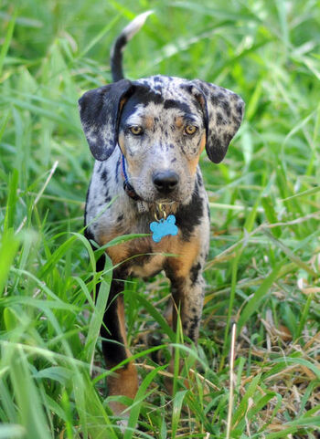 Blue merle store catahoula leopard hound