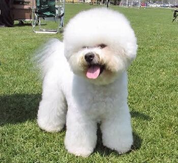 Wikipedia bichon cheap frise