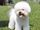 Bichon Frise