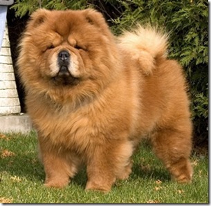 Chow Chow Poochpedia Fandom
