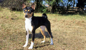 Tan basenji store