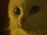 Gabriel