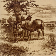 Two Horses and Foal