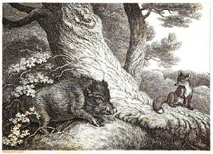 The Fox and Wild Boar