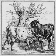 Cow and Bull