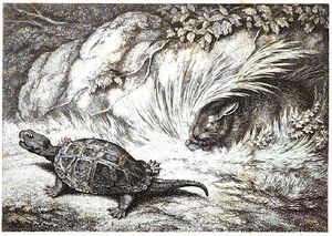 The Hare and the Tortoise