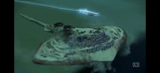Monumental electric ray