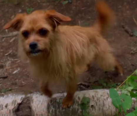 What is the Dog's Name in Descendants?: Unleash the Secret!