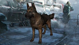 400px-Thedivisiondogs