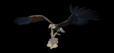 Bald Eagle Figurine