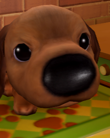 The Player The Dog Island Wikia Fandom The Player The Dog Island Wikia Fandom