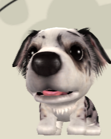 Australian Shepherd The Dog Island Wikia Fandom