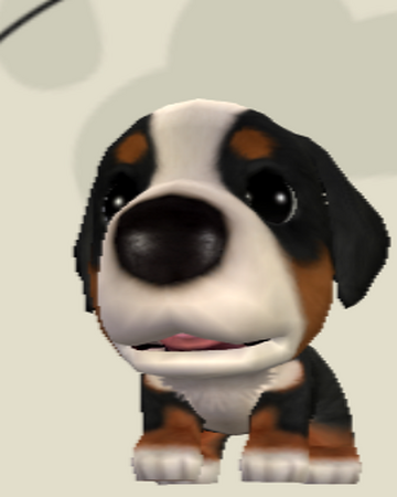 Bernese Mountain Dog The Dog Island Wikia Fandom Bernese Mountain Dog The Dog Island Wikia Fandom