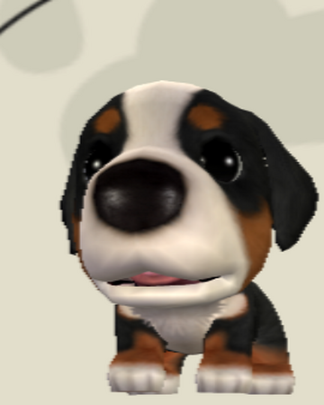 Bernese Mountain Dog The Dog Island Wikia Fandom