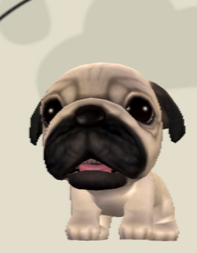 Pug sale face island