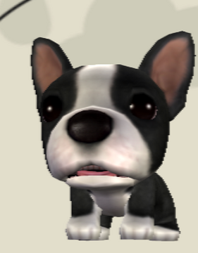 Island boston terriers top