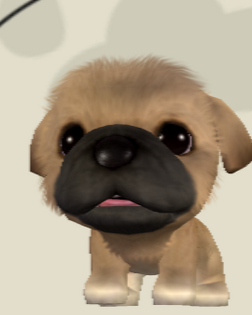 Pekingese The Dog Island Wikia Fandom