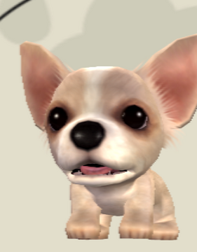 Chihuahua island outlet
