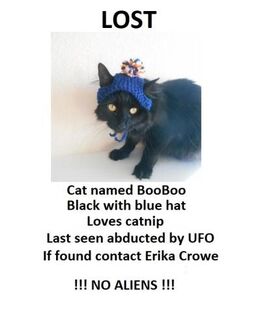 Missing BooBoo.jpg