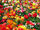 Flower-field.jpg