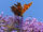 Comma butterfly at Higher Hyde Heath.jpg
