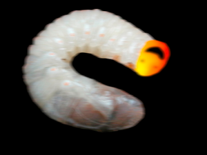 Larvae leper
