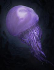 Jillyfish