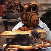 Alf cat