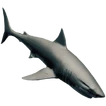 SharkFarket