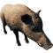 BoarFarket