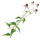 IconConeflower.png