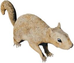 SquirrelFarket