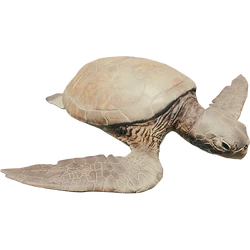TurtleFarket
