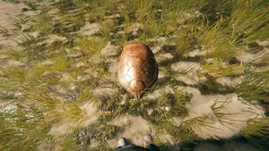 Turtle shell The Forest v1.0